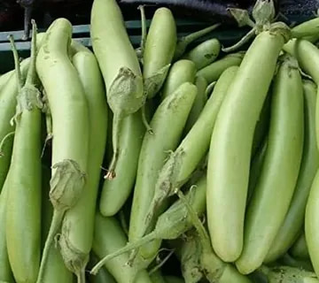 فروش بادمجان سبز